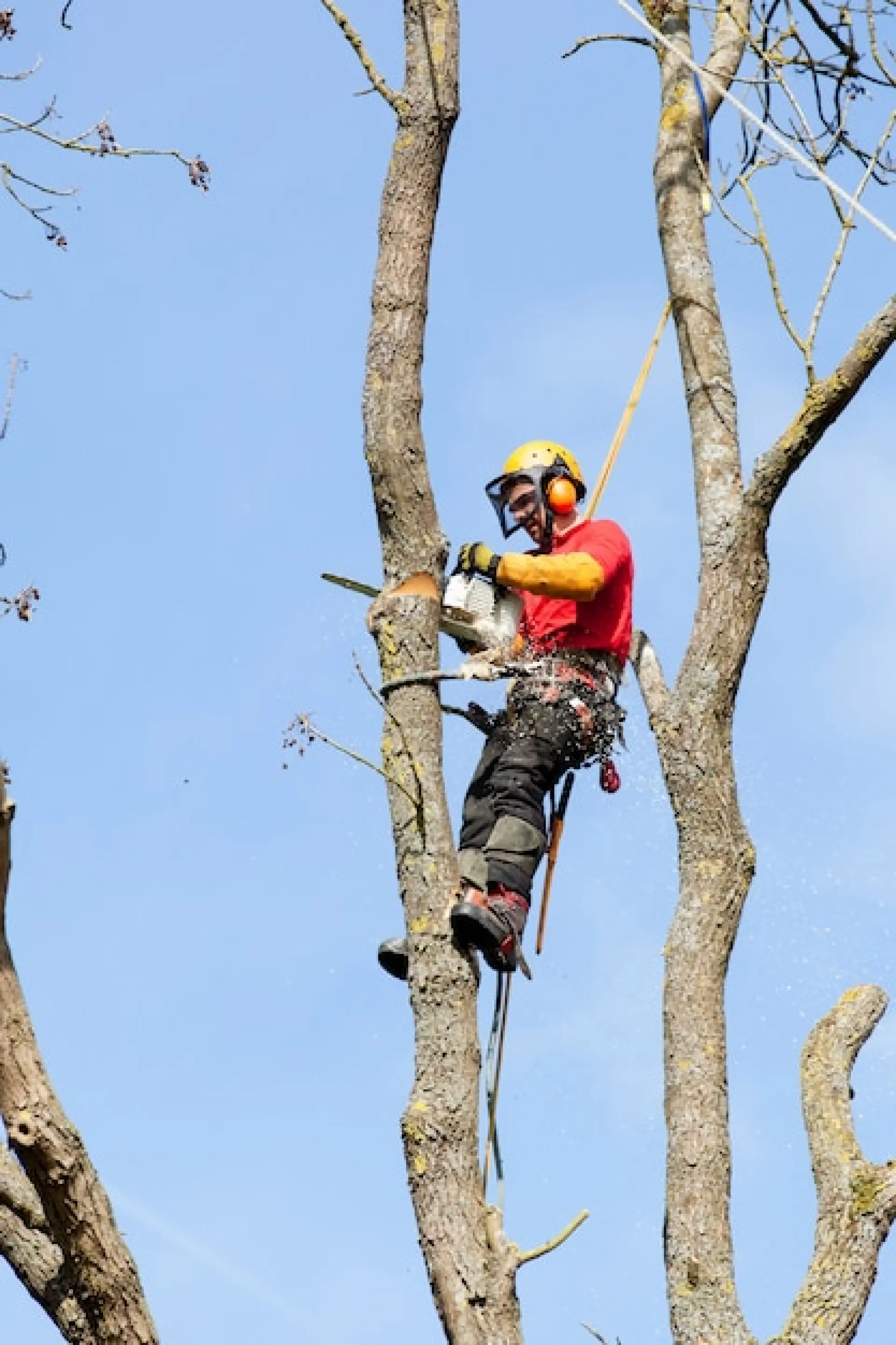 Winterbourne Tree Care Services | Tree Surgeon in Winterbourne