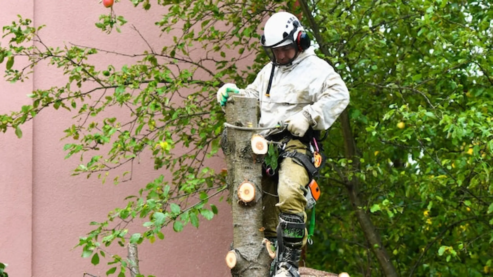 Tree Care Services Winterbourne