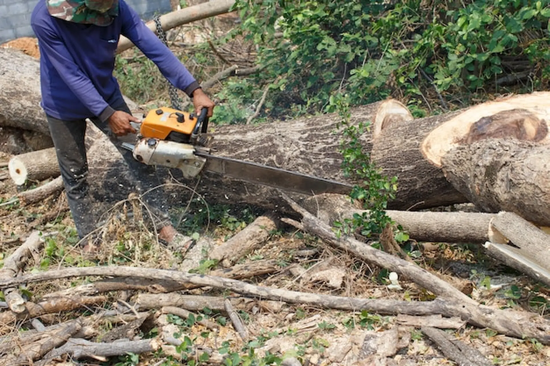 Emergency Tree Removal Newbury, Donnington, Thatcham