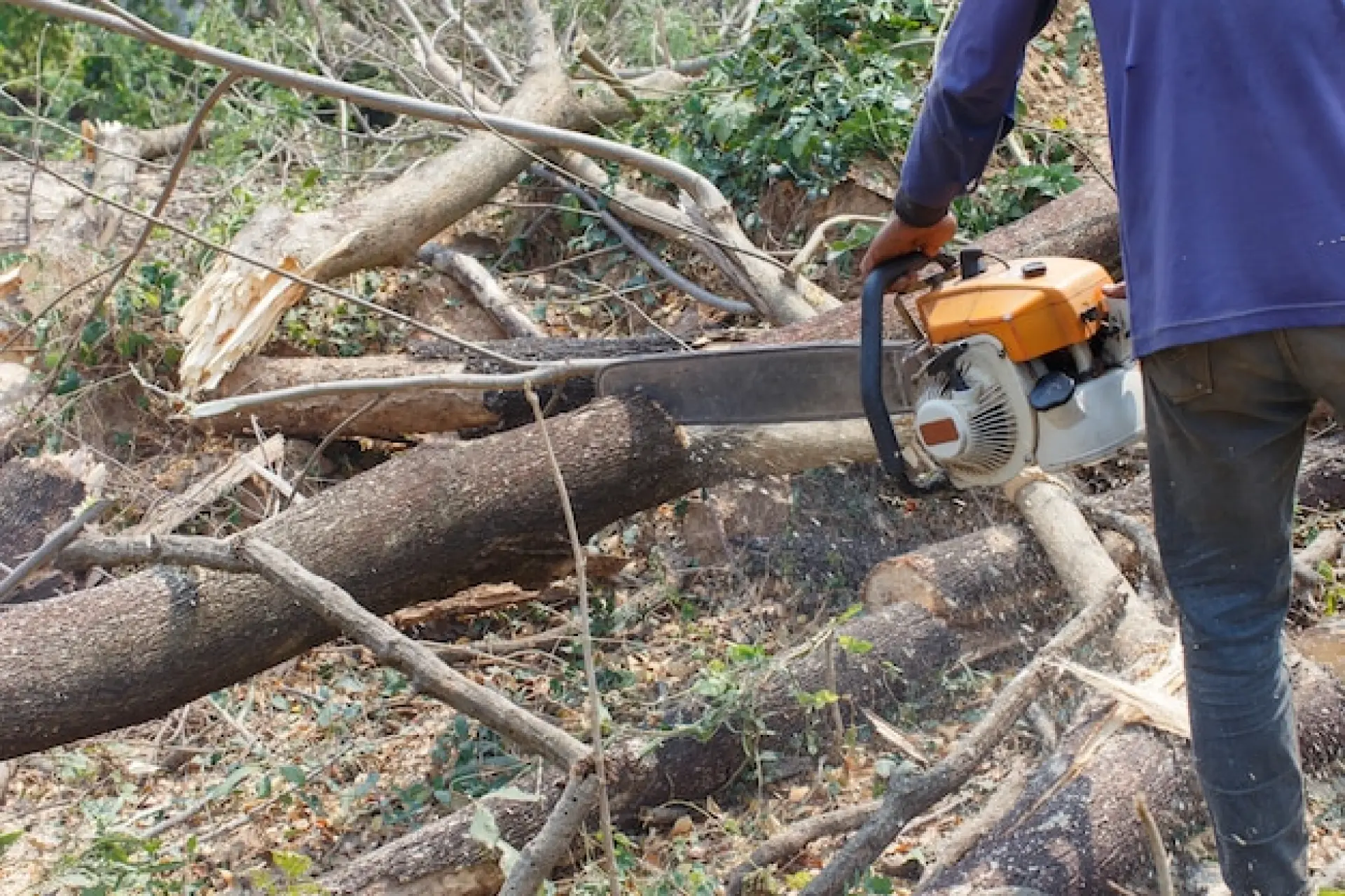 Emergency Tree Removal