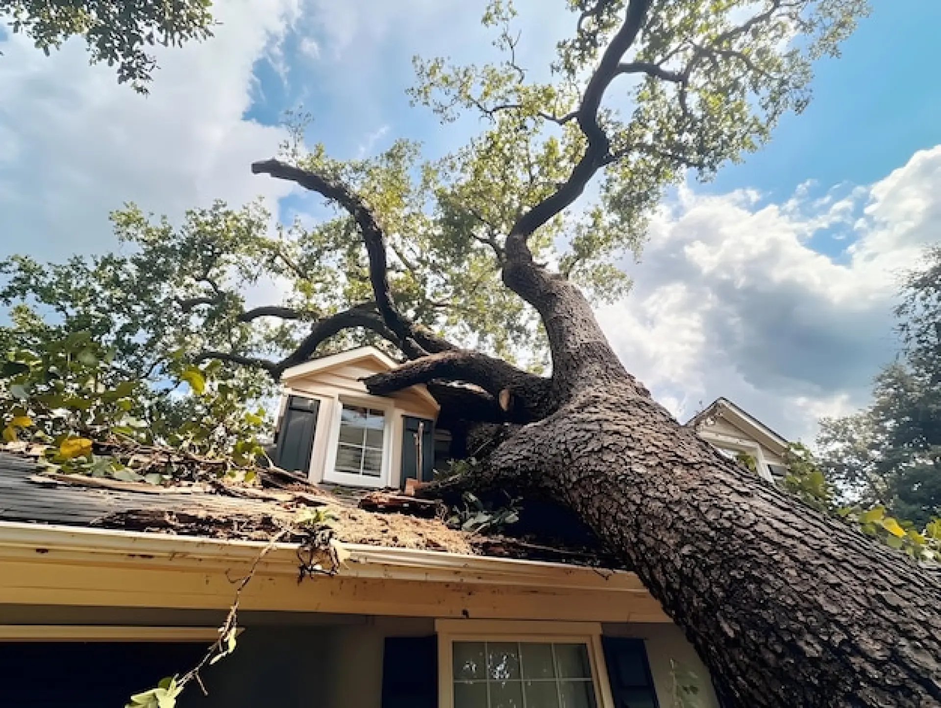 Emergency Tree Removal Newbury, Donnington, Thatcham