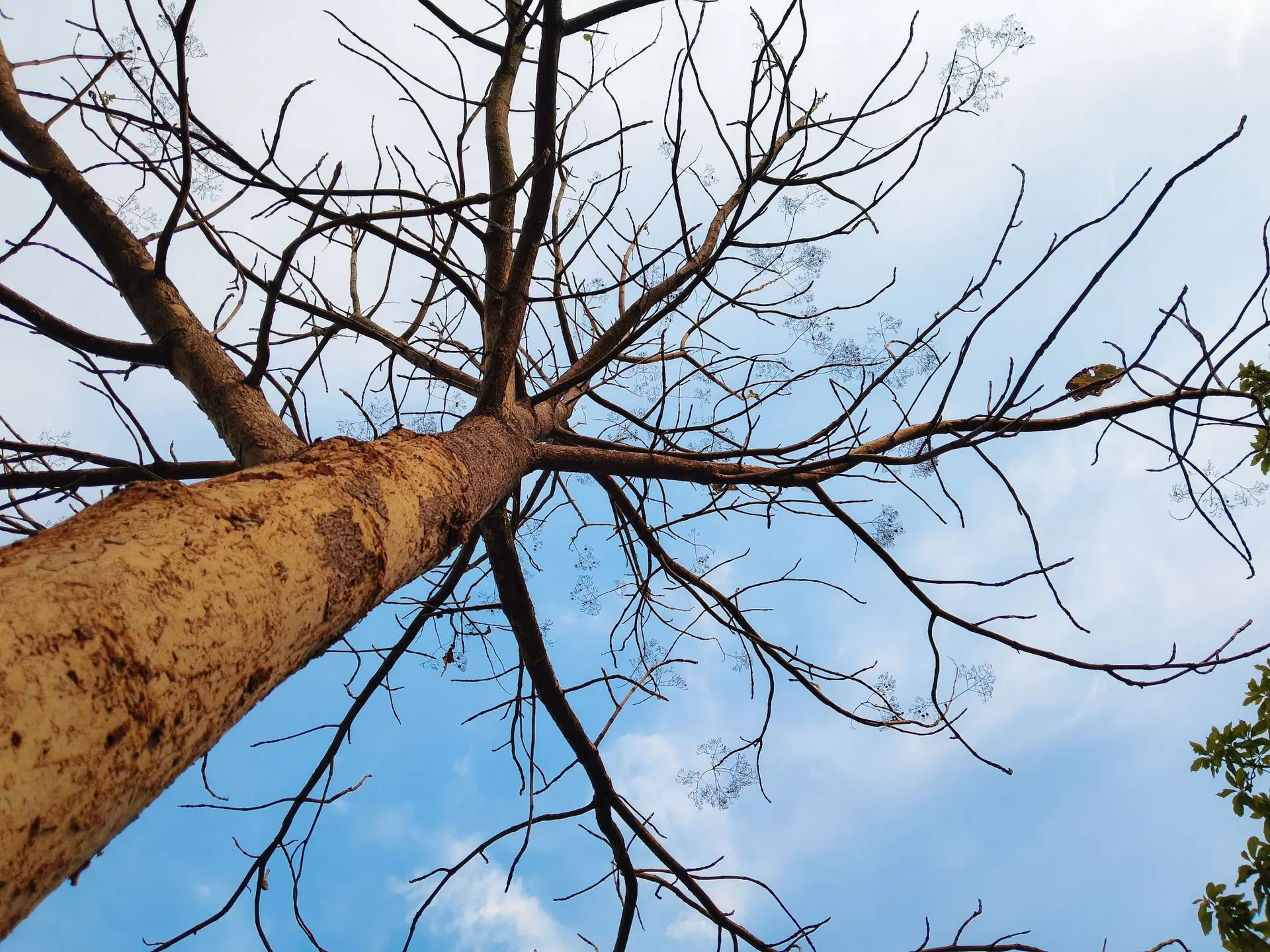 Signs a Tree Has Become Unsafe