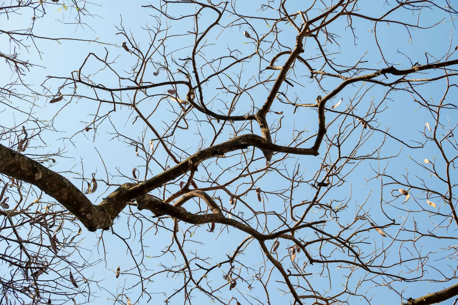 Removing Dangerous or Hanging Branches First