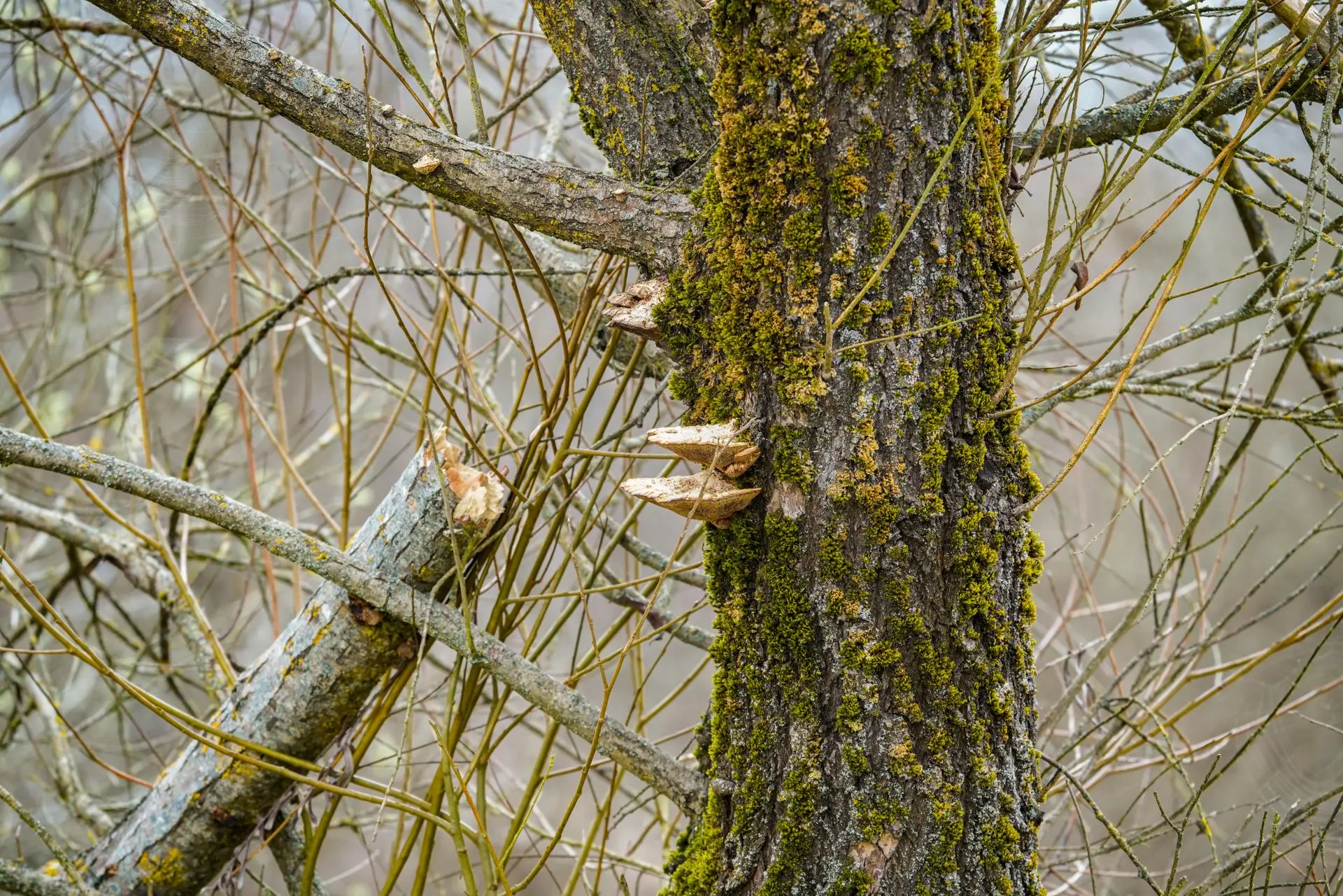 Managing Emergency Tree Removal in Confined Spaces