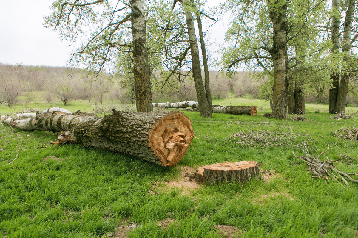 Stump Grinding