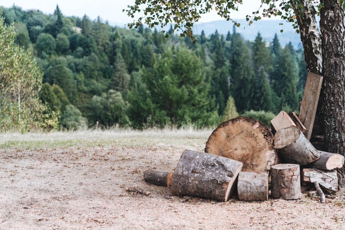 Stump Grinding & Removal Newbury, Donnington, Thatcham