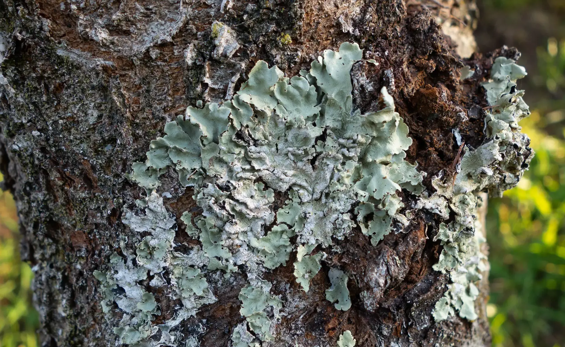 Is Your Tree Dangerous? How to Spot Risks