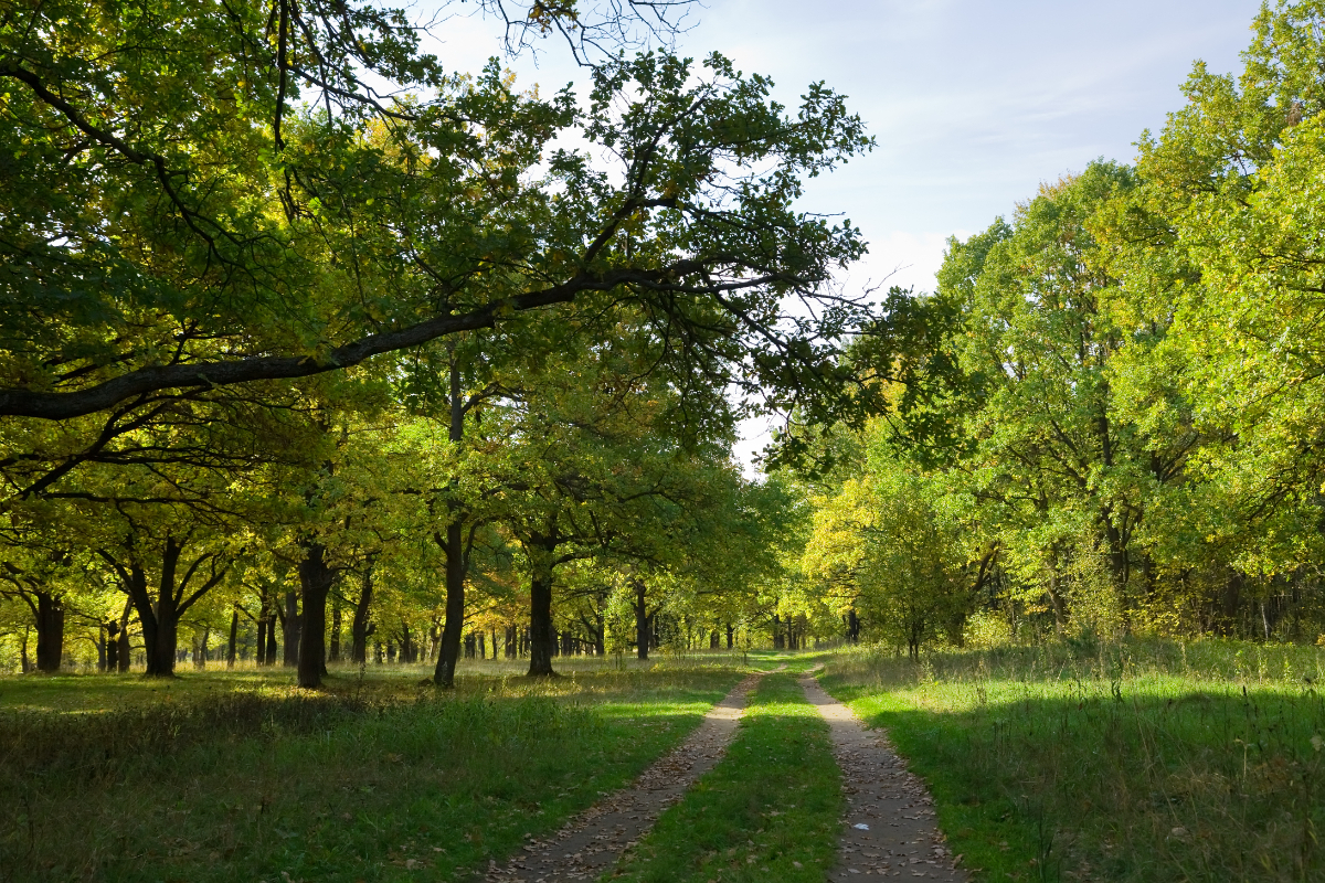 What Is A Woodland Management Plan