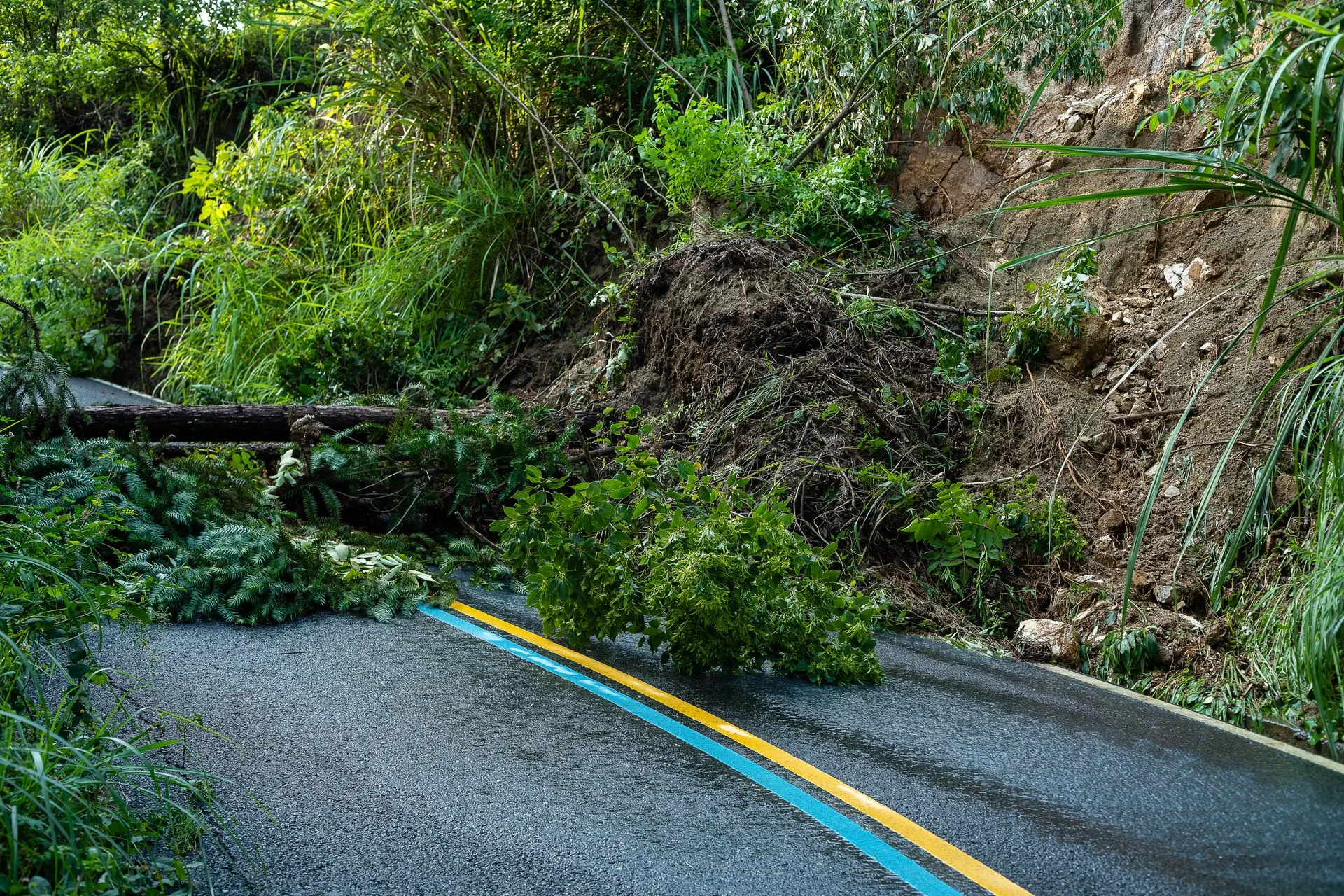 How Professionals Assess Dangerous Trees
