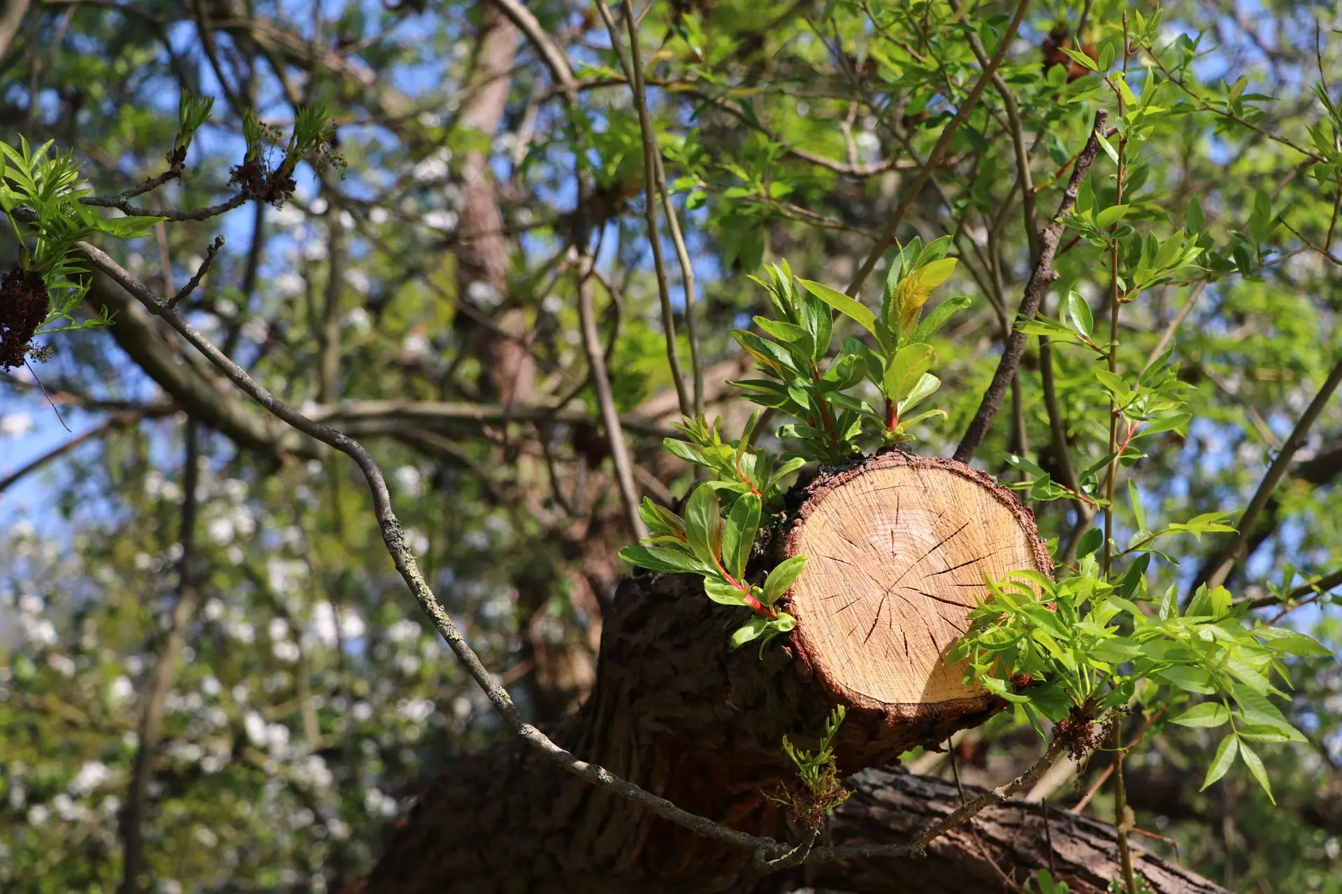 When Tree Dismantling May Be Needed