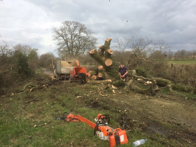 Woodland Management (image 4 of 26)