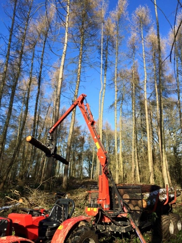 Woodland Management (image 5 of 26)