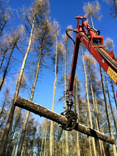 Woodland Management (image 6 of 26)