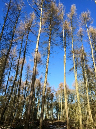 Woodland Management (image 7 of 26)