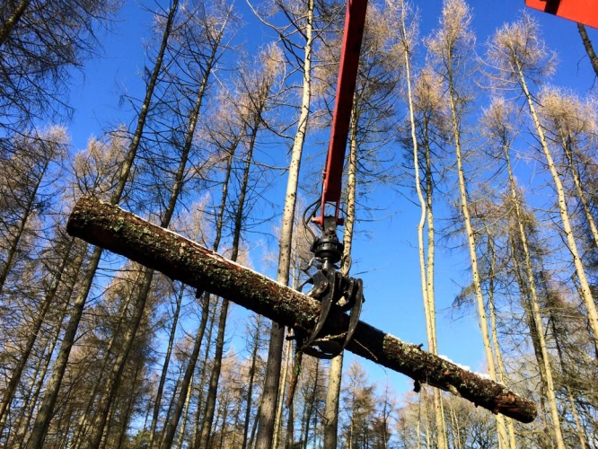 Woodland Management (image 8 of 26)