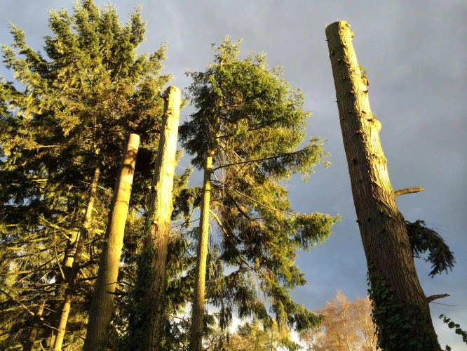 Woodland Management