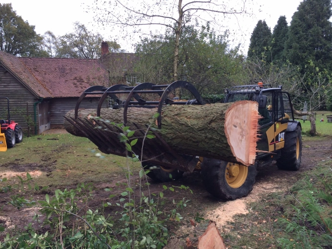 Woodland Management (image 14 of 26)