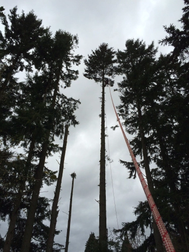 Woodland Management (image 15 of 26)