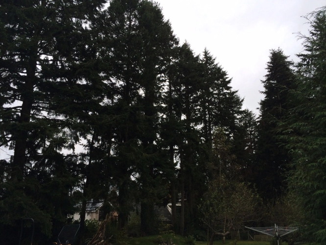 Woodland Management (image 16 of 26)