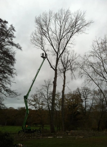 Woodland Management (image 19 of 26)