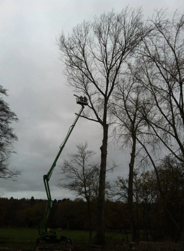 Woodland Management (image 20 of 26)