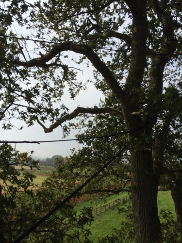 Woodland Management (image 22 of 26)