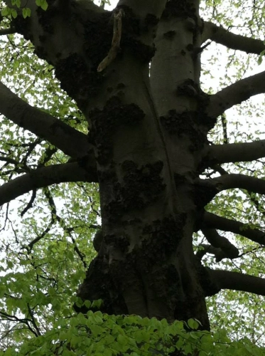 Woodland Management (image 26 of 26)