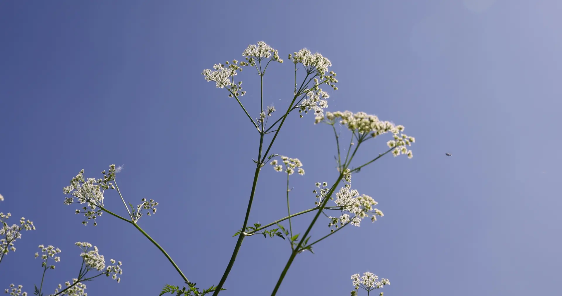 Japanese Knotweed