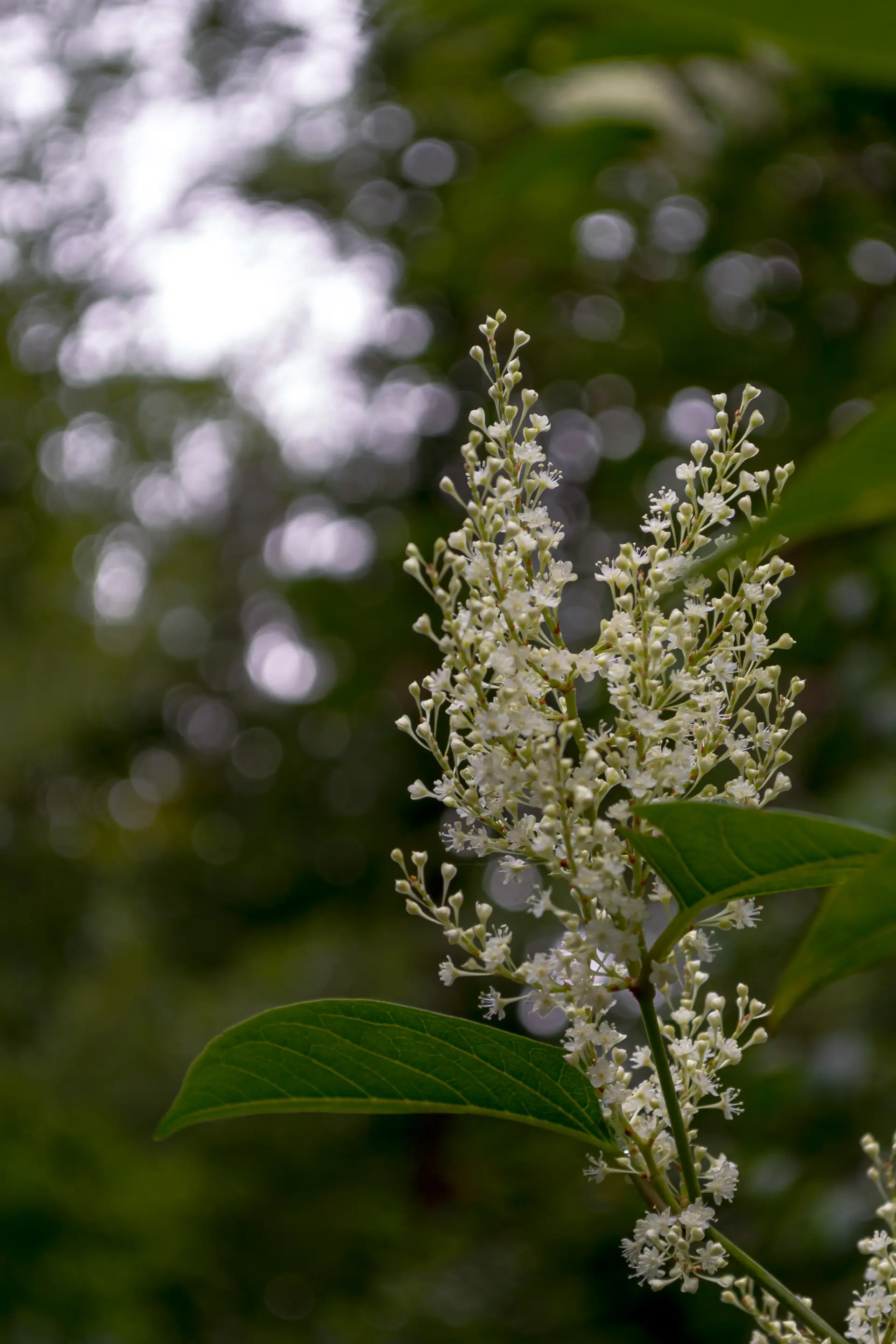 Knotweed Identification