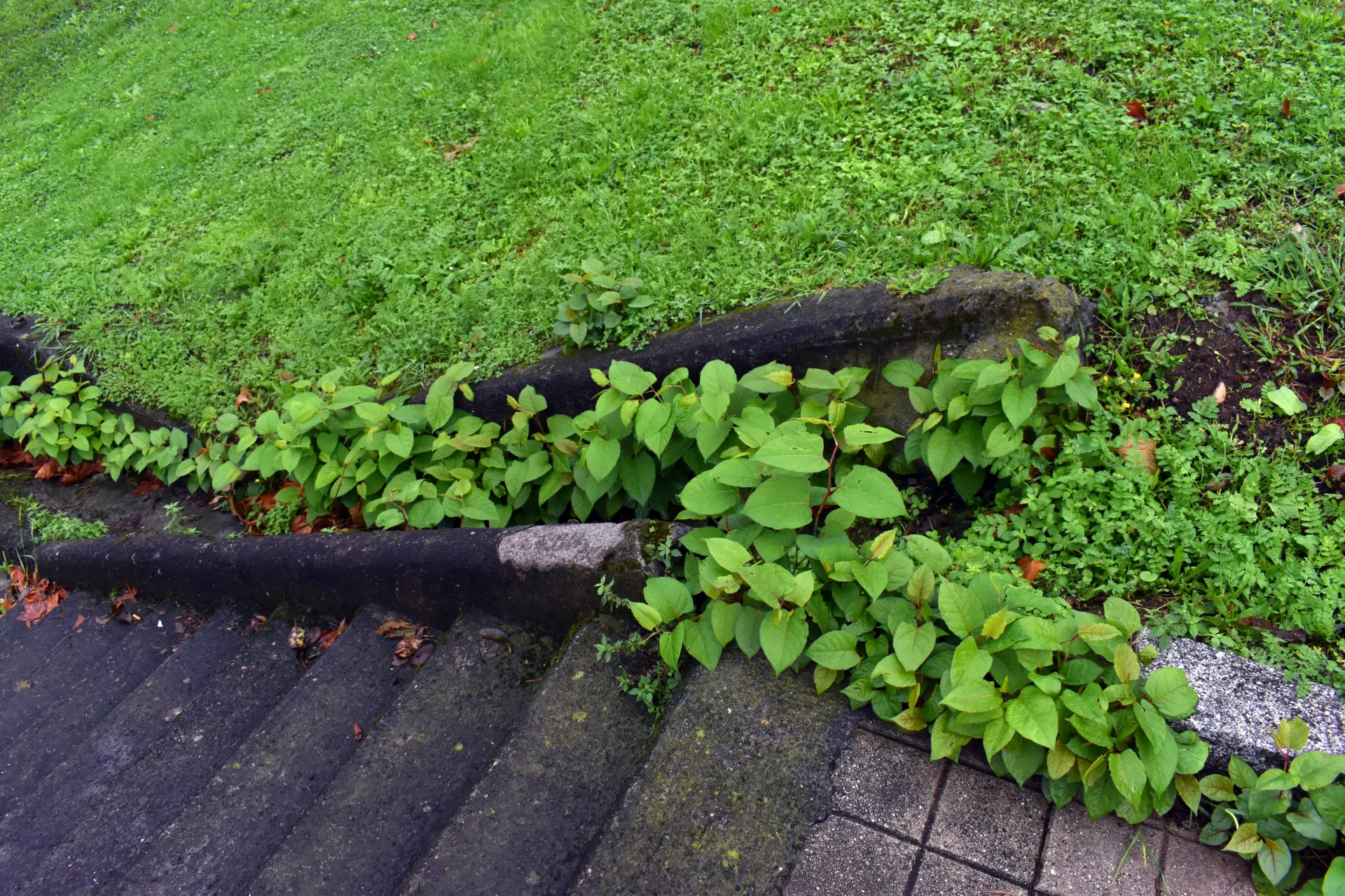 Japanese Knotweed