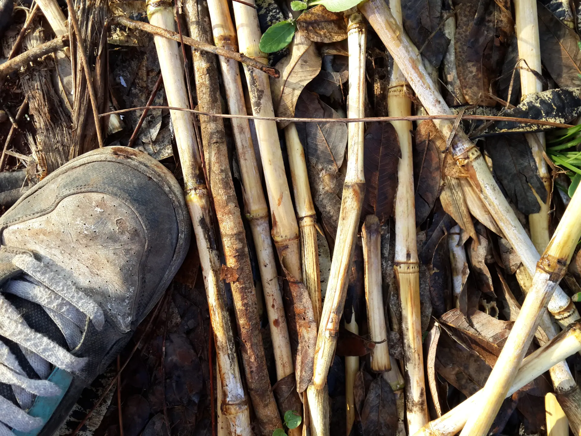 Bamboo removal assessment
