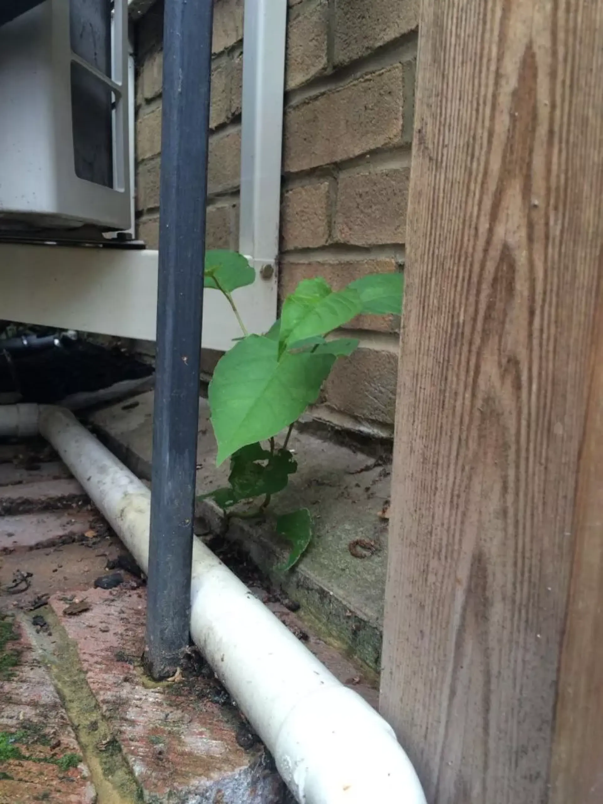 Japanese Knotweed Growth