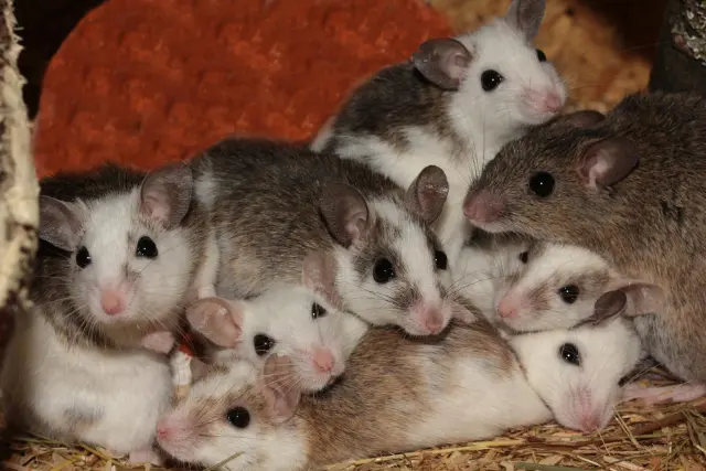 Group of 9 mice huddled together