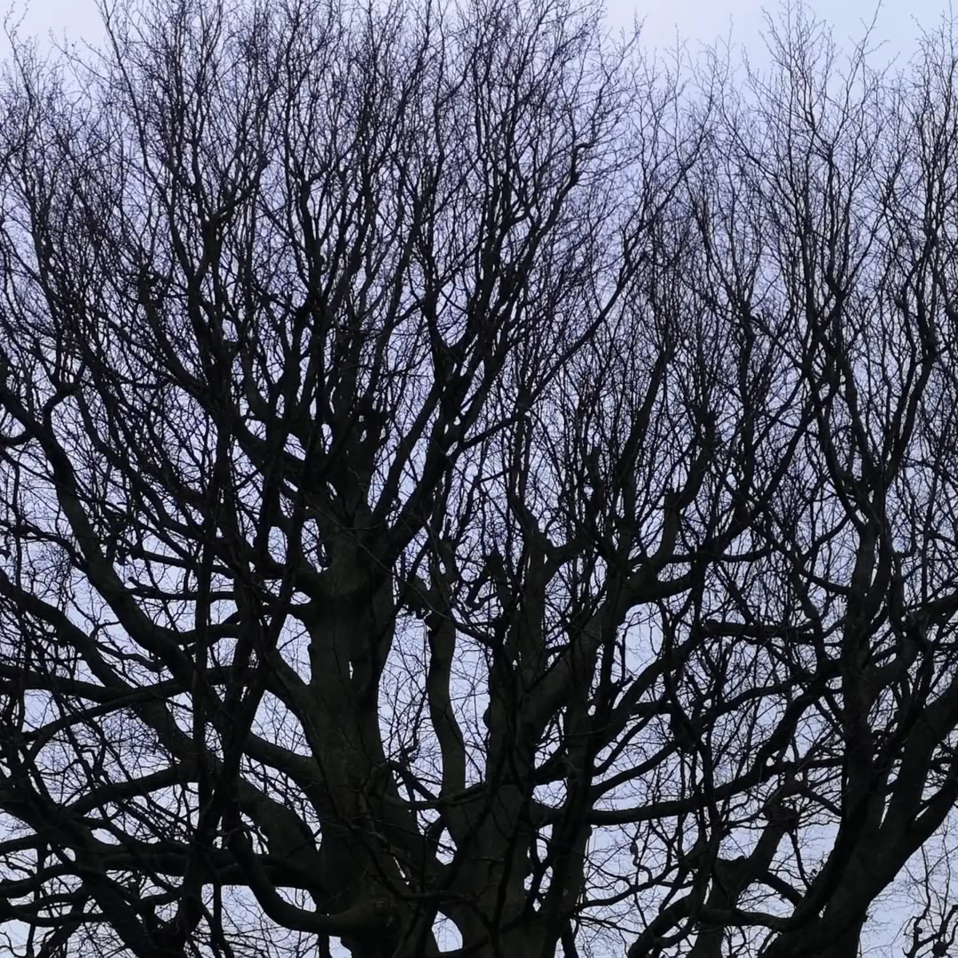 What Is Commercial Tree Surgery Image