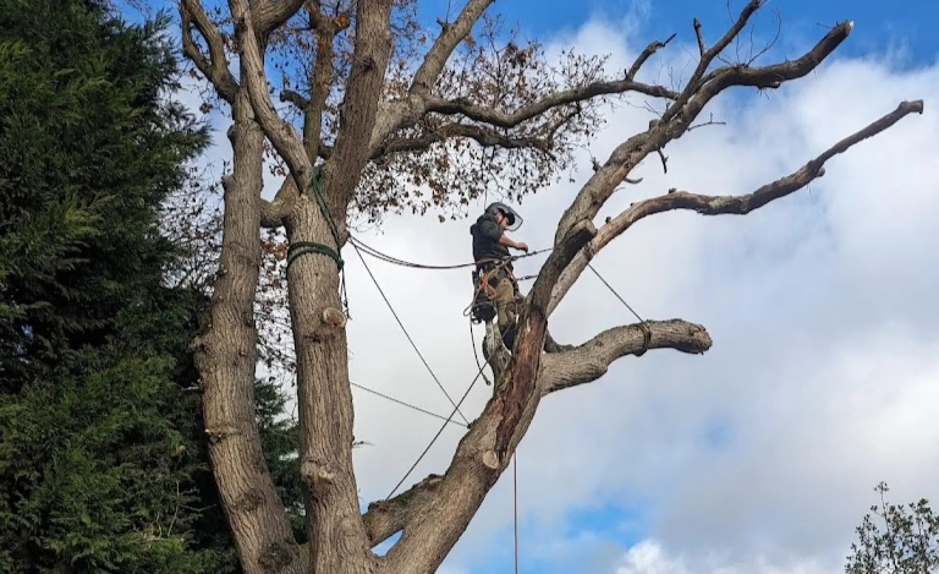 Tree Surgery in Farnham | Emergency Tree Removal in Farnham