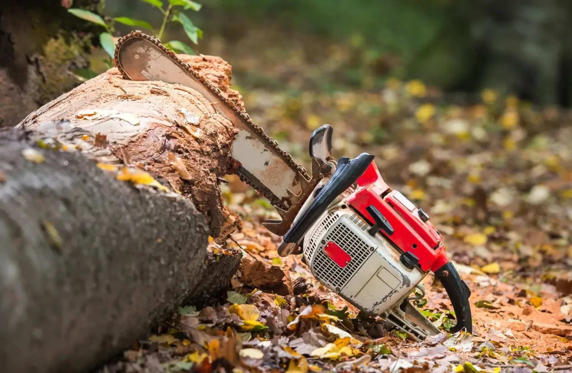 When Is the Right Time to Remove a Tree When Is the Right Time to Remove a Tree