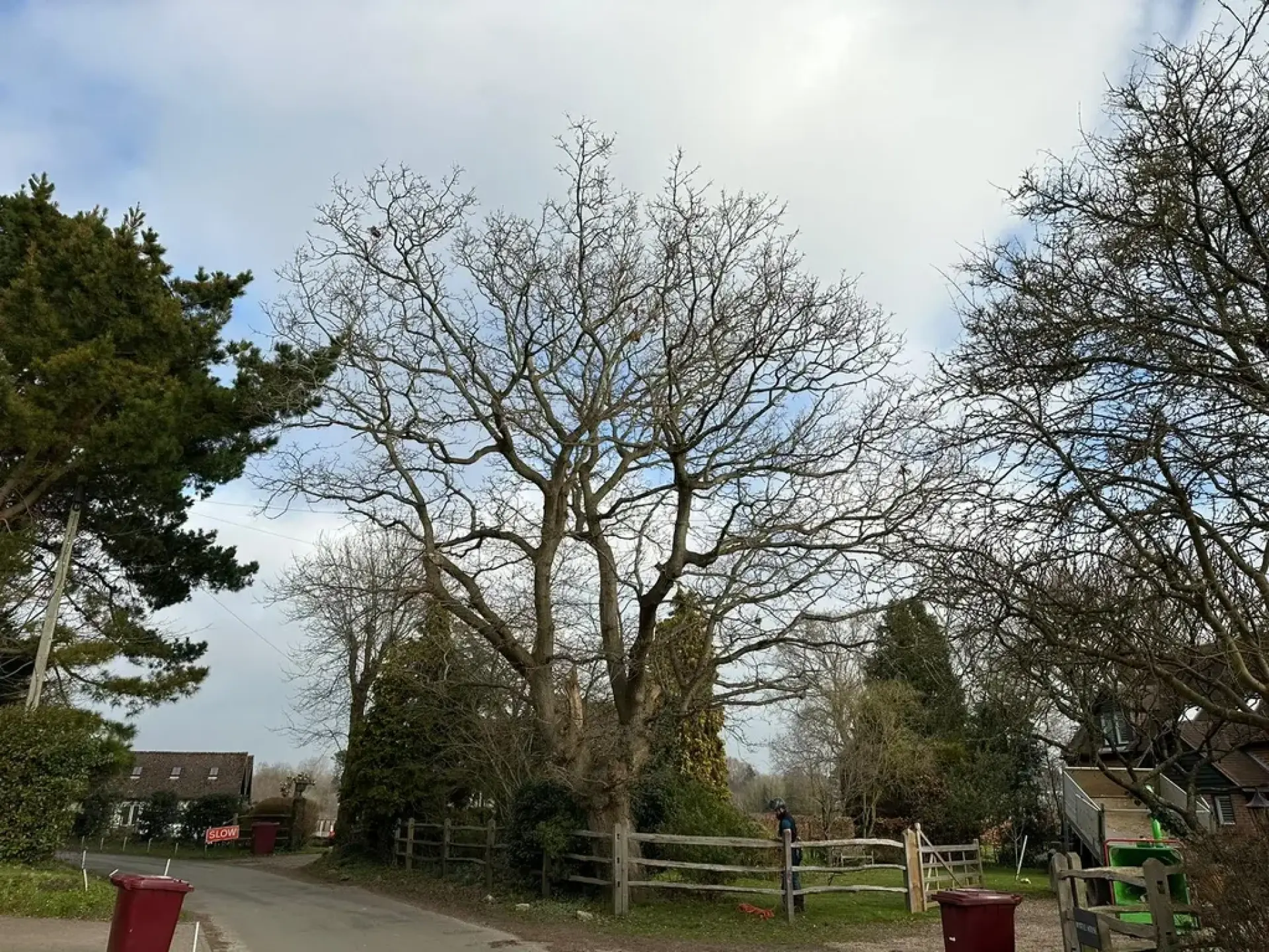 Commercial Tree Surgery