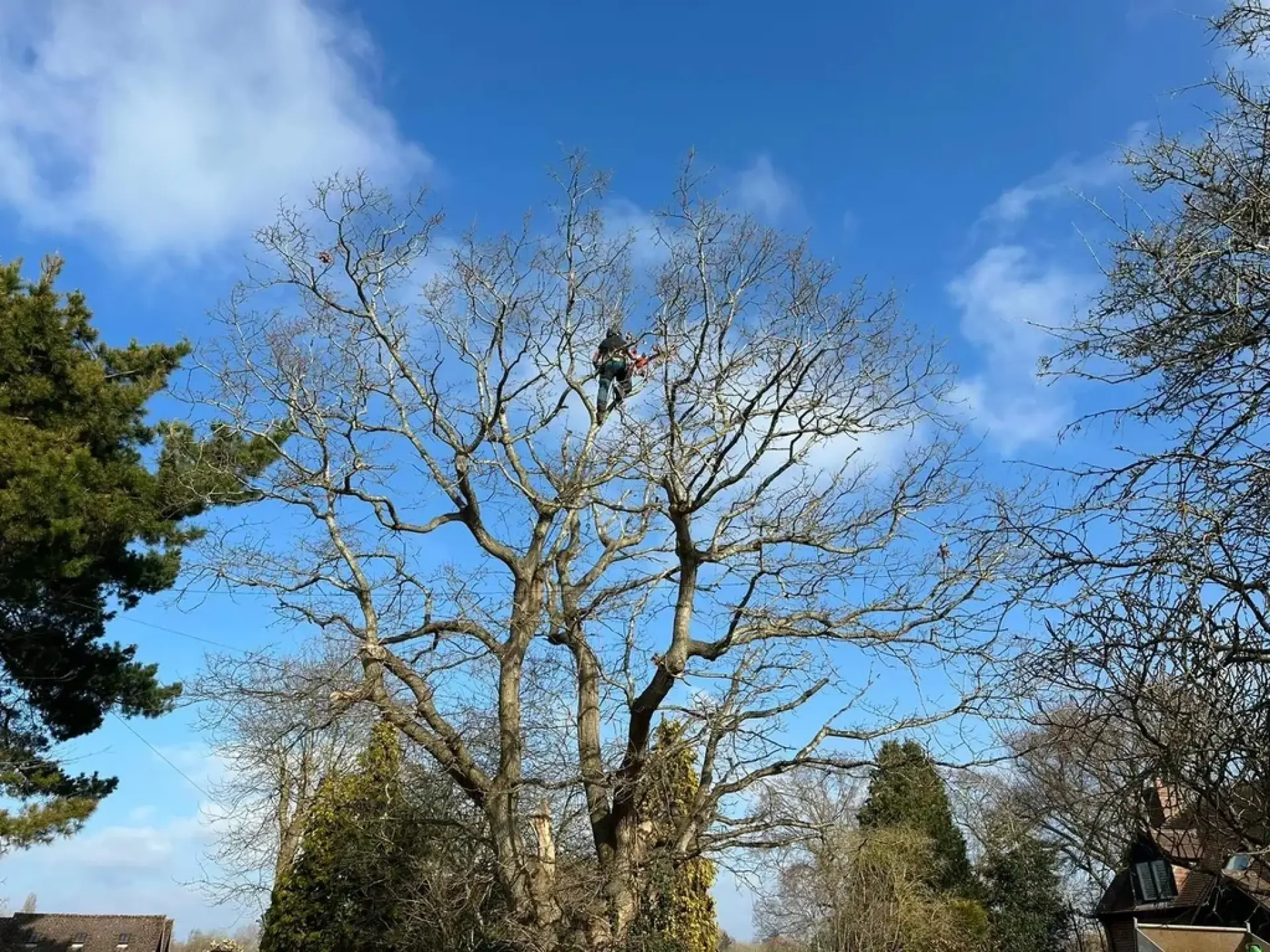 Signs Your Tree May Be Dangerous Signs Your Tree May Be Dangerous