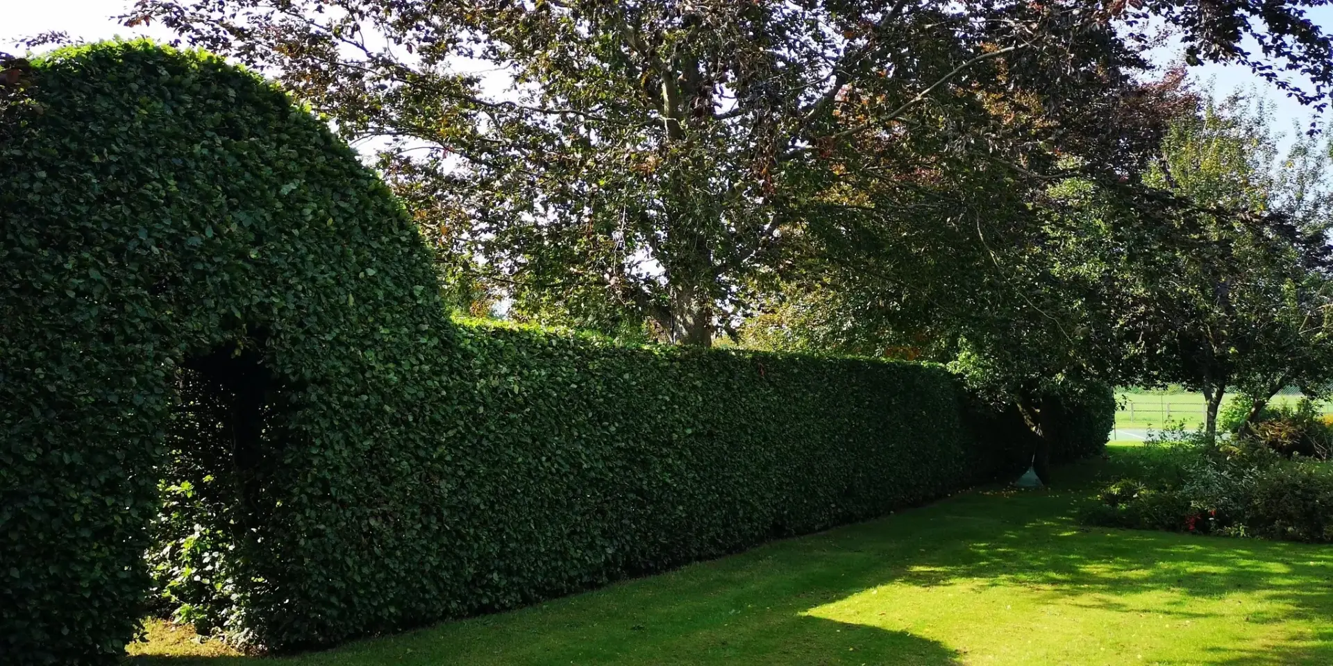 Hedge Maintenance Alton, Hindhead, Farnham, Hampshire