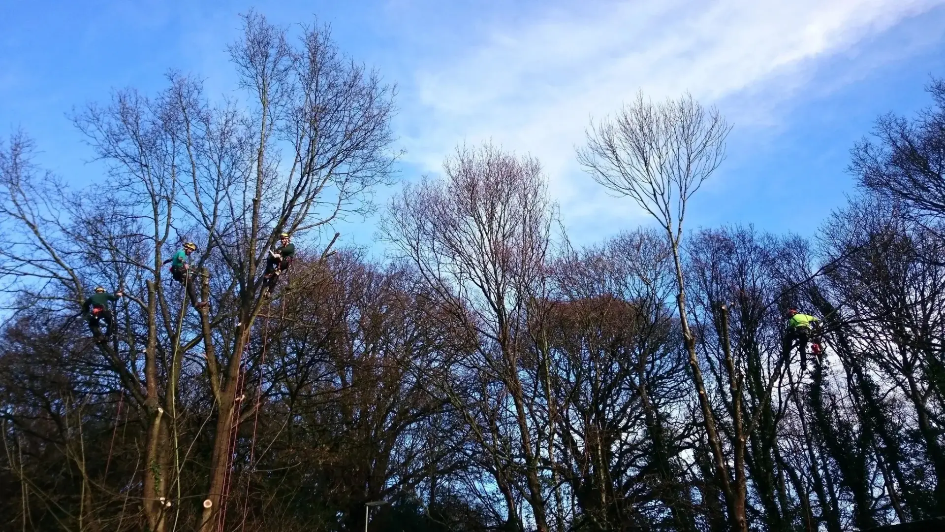 Commercial Tree Surgery Alton, Hindhead, Farnham, Hampshire