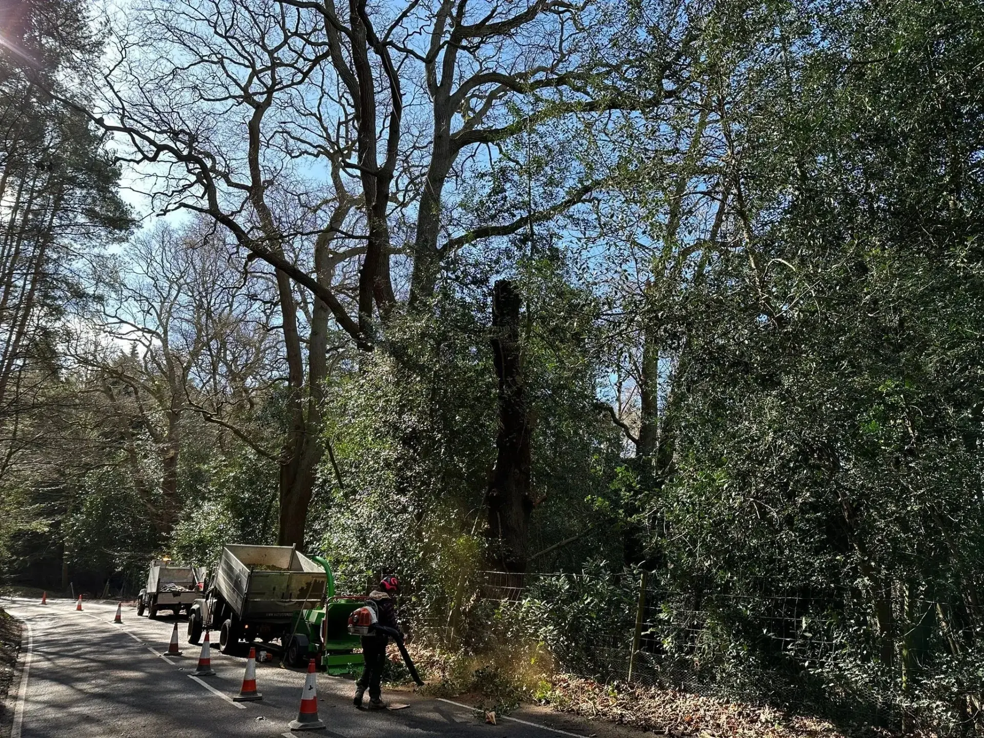 Tree And Hedge Maintenance Alton, Hindhead, Farnham, Hampshire