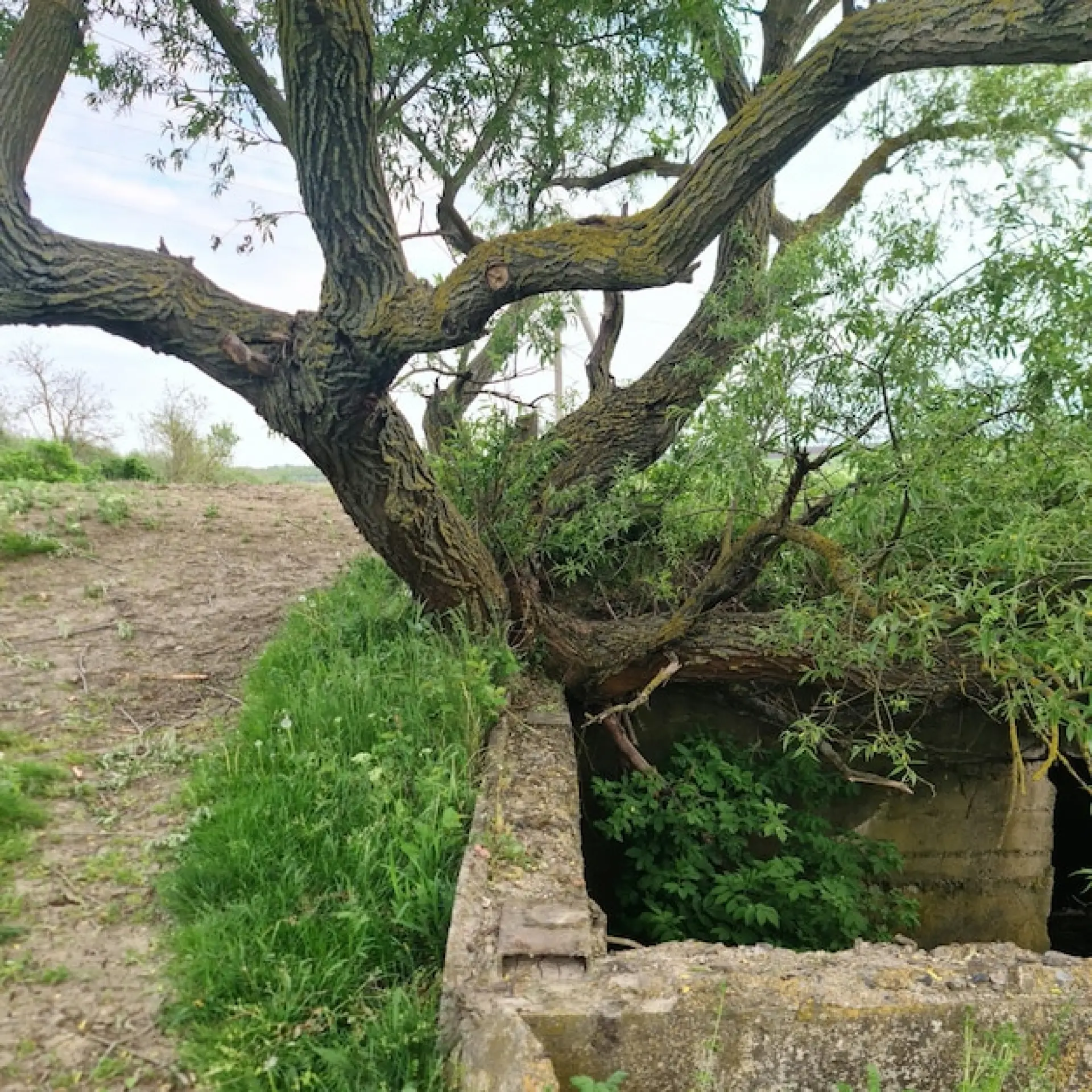 How Tree Surgery Keeps Gardens Safe and Healthy How Tree Surgery Keeps Gardens Safe and Healthy
