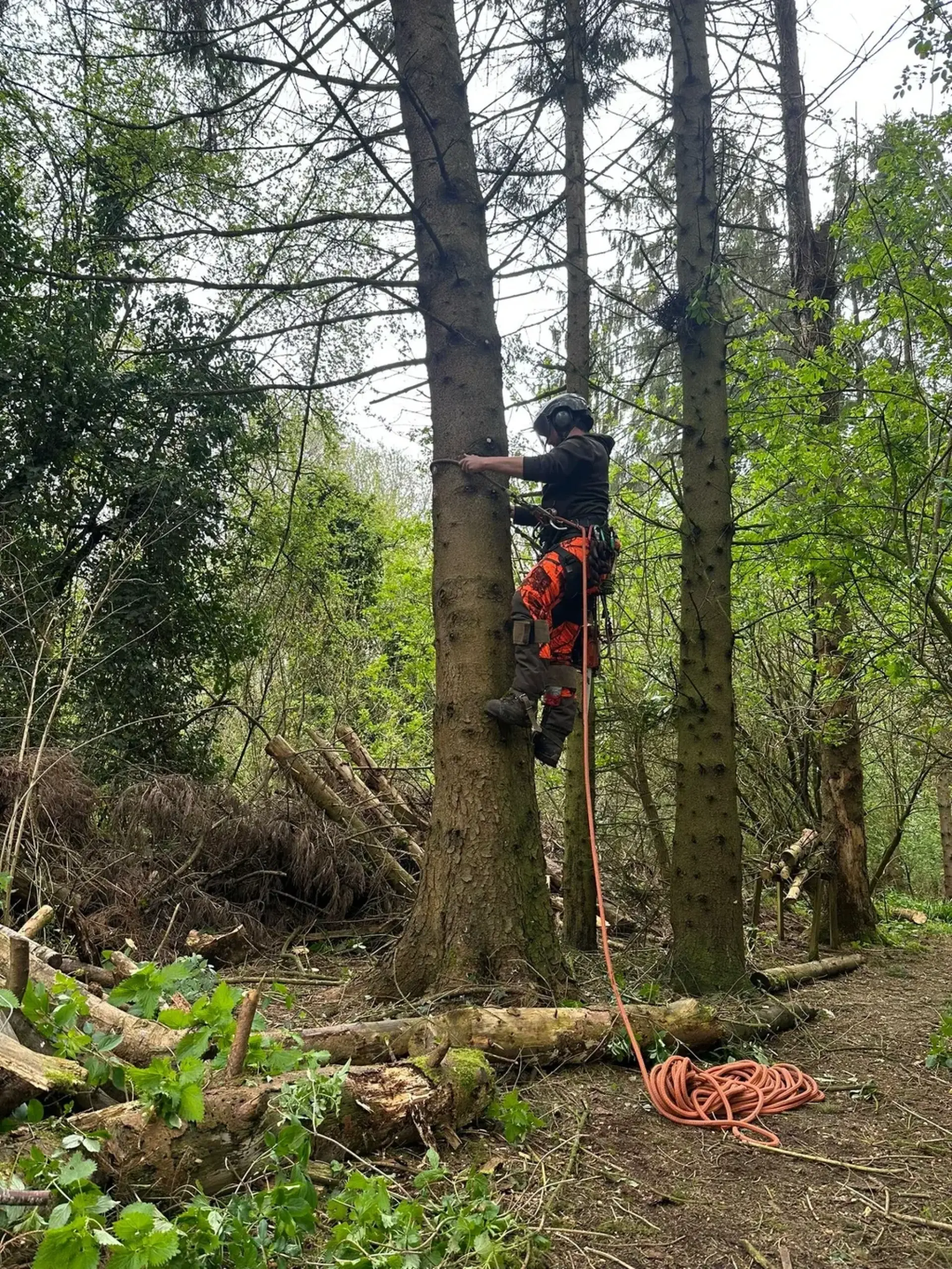 Why Regular Tree Maintenance Matters for Businesses