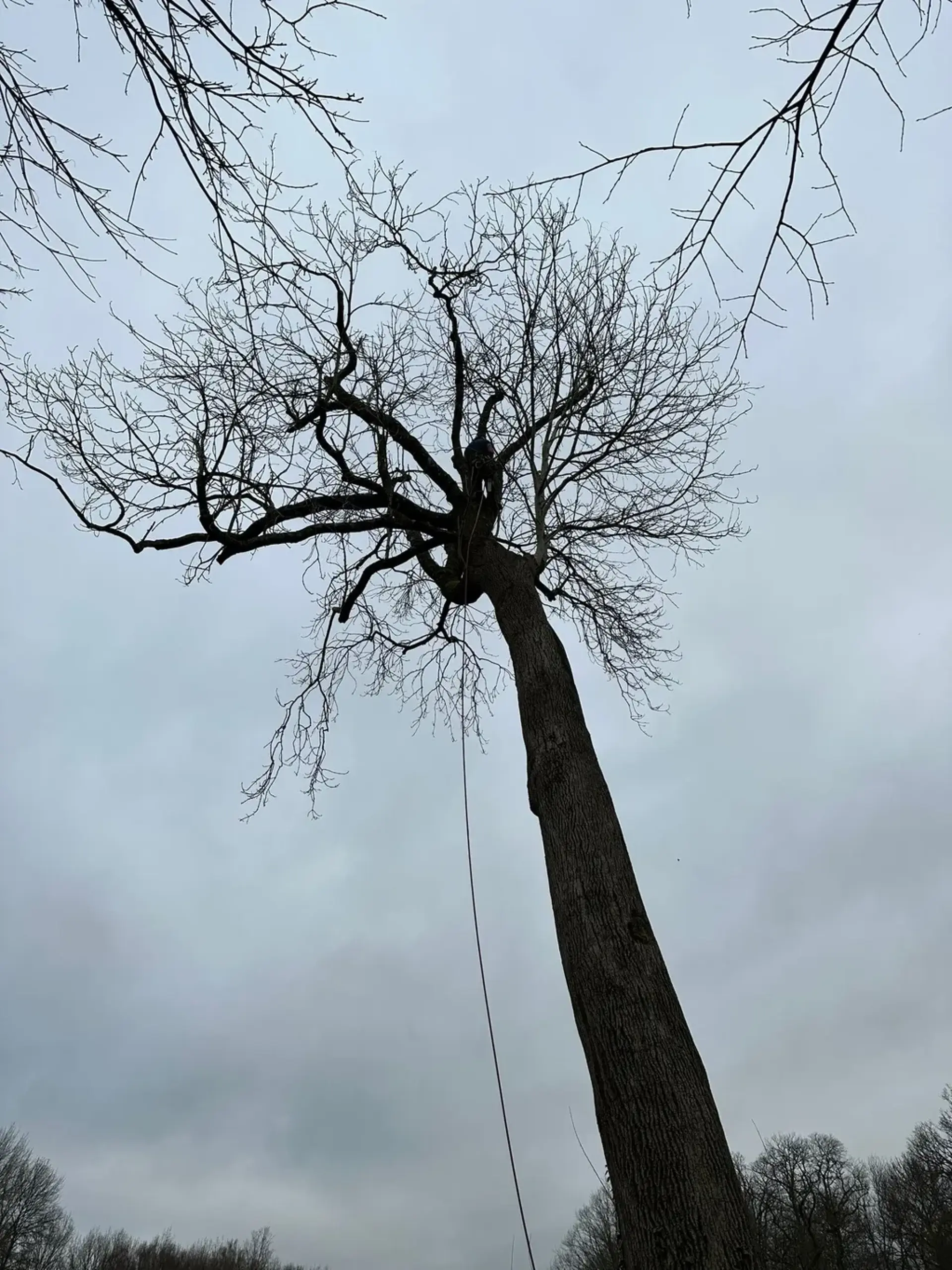 What Is Commercial Tree Surgery