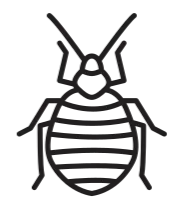 Bed bug