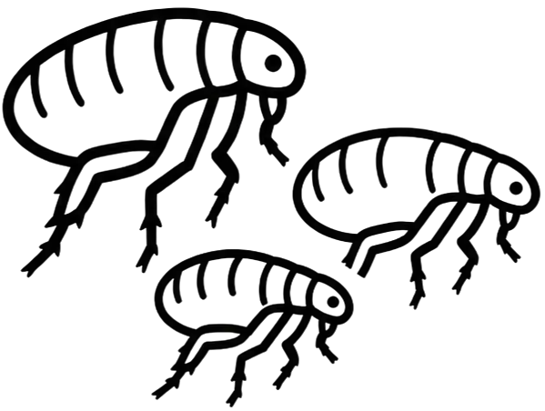 Flea infestation treatment