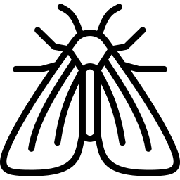 Moth