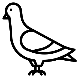 Pigeon