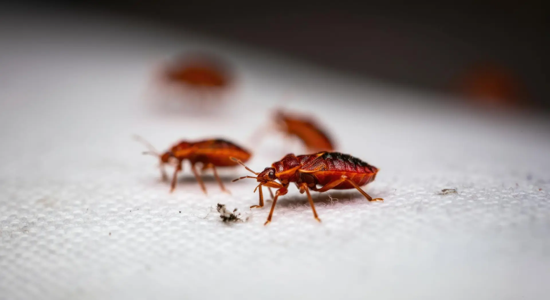 Bed bug control