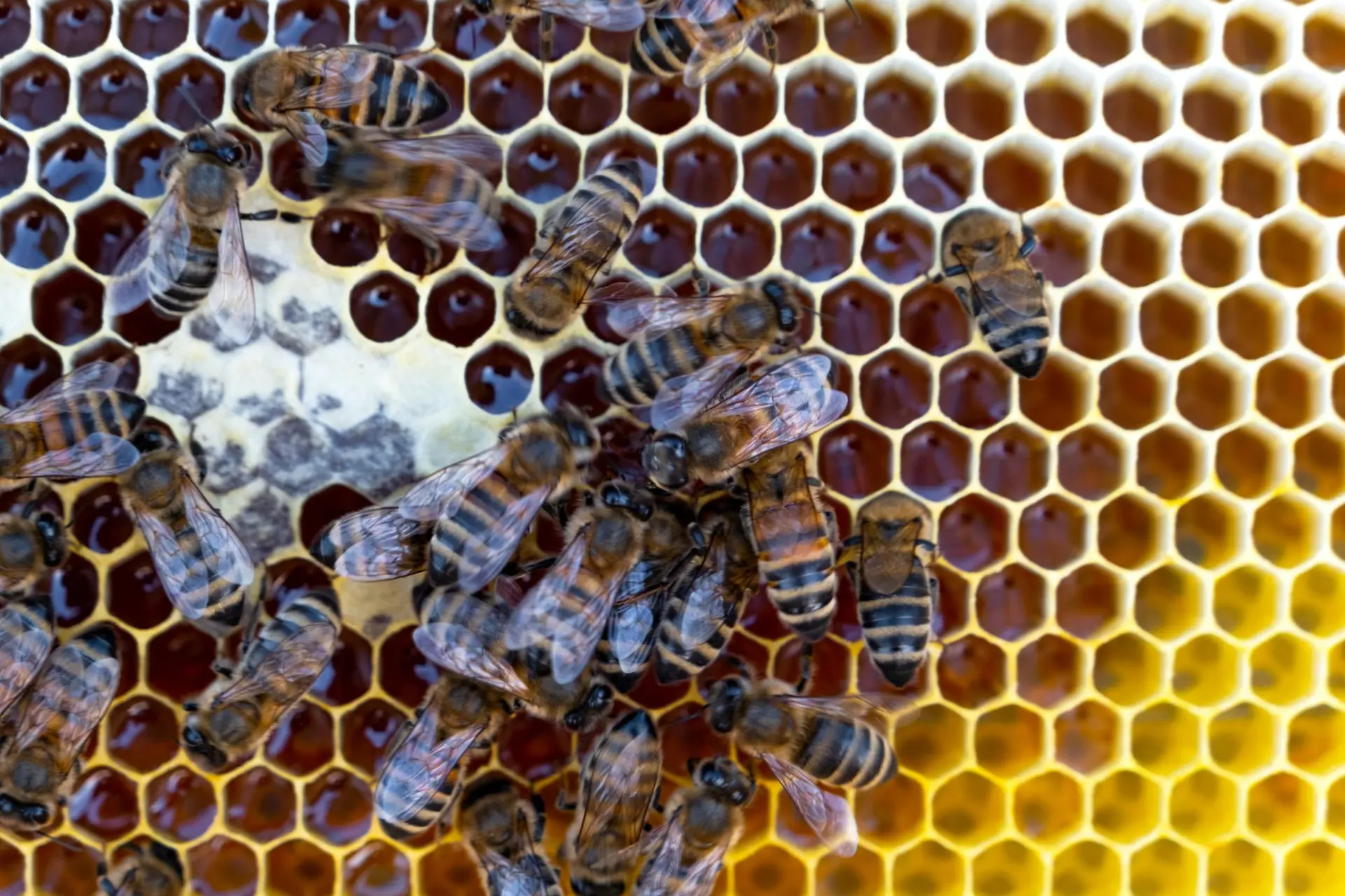 Bee species identification